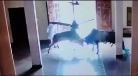 Watch -Two fighting bulls enters into Gurudwara hall in Gohana , peole there managed to make them out after houra