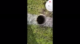 Good-natured boys play their part in rescuing a hedgehog from a teeny-tiny hole