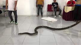 #1 RAW - Moment snake catcher is bitten by 11-foot-long python while giving training