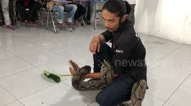#2 RAW - Moment snake catcher is bitten by 11-foot-long python while giving training