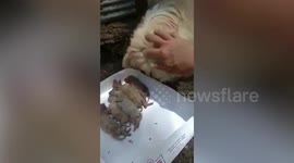 Heartbreaking moment grieving mother dog buries her dead puppies