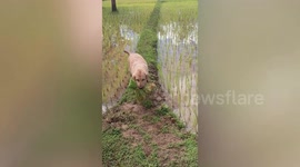 Pet Golden Retriever helps owner plant rice in paddy fields