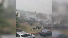 Herd of cows caused chaos by 'storming' a village
