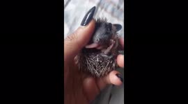 Newborn hedgehog is very cute washing himself!