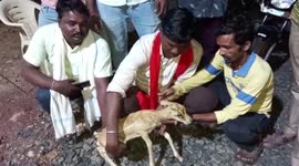Villagers save baby deer from dog in central India