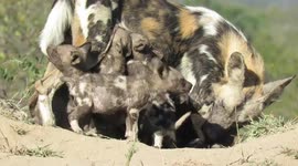 Adorable African wild dog puppies burst out of den when their mother calls them for a drink of milk