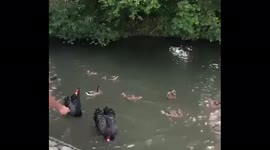 Australian Black Swans spotted in Cotswolds, United Kingdom