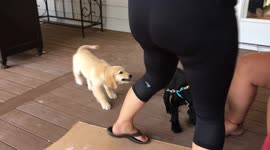Dog Walks Dog on Leash