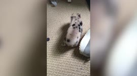 Piglet Itches Bottom