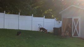 Dog Bites at Lawn Mower