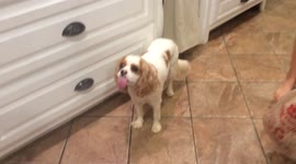 Dog Licks Lips