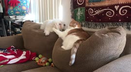 Cat Licks Dog's Face