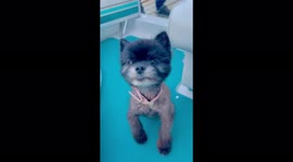 Dahlia the Pomeranian loves to snort like a pig