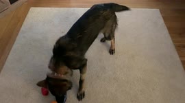 Dog Spins in Circles