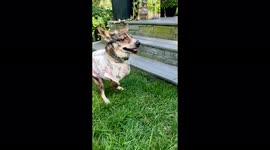 Our two legged adopted street dog sometimes walks like this