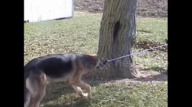 German Shepherd Helps Girl Swing
