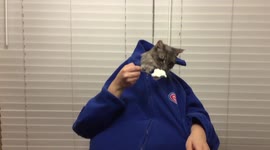 Cat With Human Hands