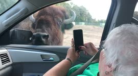 Buffalo Sticks Head in Car Window