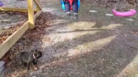 French bulldog puppy adorably tries to join in with boy on swing