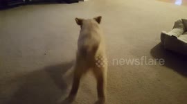 Dog Plays With a Bone