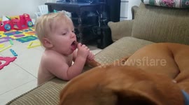 Boy Chews on Dog's Tail