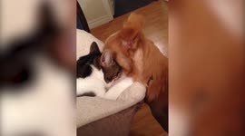 Dog Rubs Face on Cat