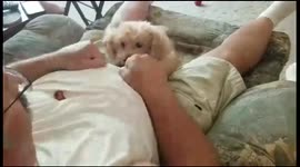 Dog Treat Sleight of Hand