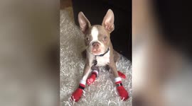 Dog Wears Christmas Boots