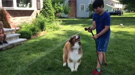 Dog Jumps for Water