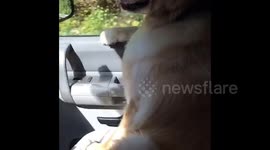 Dog Sits in Passenger Seat
