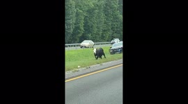 Runaway cow flees from authorities along Alabama highway
