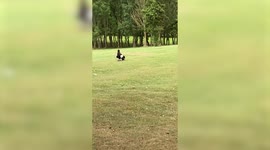 Runaway eagle spotted on golf course after escaping from Warwick Castle