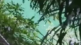 Teenager, 15, decapitated by killer croc while fishing in volcanic lake in Indonesia