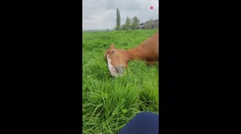 A funny horse lies down on the grass and eats it in an unusual way