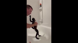 Spider monkey very cute takes a bath!