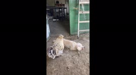 the rooster wakes the dog #dog #rooster #funny #animal #wake up #chiken