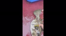 A fish that doubles in size when touched by a man