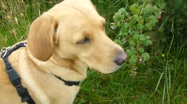 Dog picks her own wild raspberries straight off the bush and licks her lips