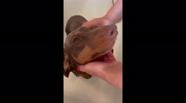 Really cute Dachshund puppy gets a bath after his walk on the beach