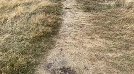 Parched Hampstead Heath as heatwaves and dry weather take their toll