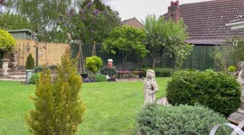 Kite / buzzard /  bird of prey swoops down into garden to eat chicken carcass
