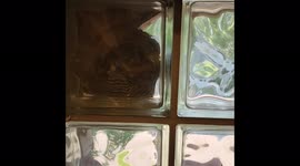 Inside a huge wasp nest - watch wasps walking and working! The nest is outside but you get to see what is going on inside!