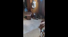 Four Kittens playing with laser light, having so much fun! Each basically mimicking each other