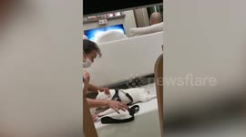 Lazy pet French Bulldog refuses to stand up to go for walkies