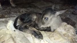 Calf born without front legs in central India