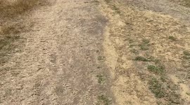 Parched Primrose Hill amidst heatwaves and drought in London, UK