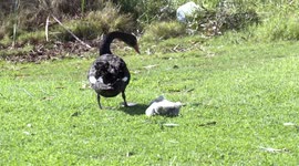 Conscientious parents -  Black Swans caring for their young cygnets