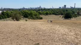 Parched Primrose Hill as drought hits London and the rest of the UK