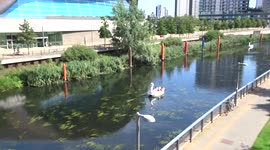 Swan pedalos glide across the waterways of Queen Elizabeth Olympic Park on a sunny afternoon