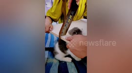 Family free kitten’s head from hole in computer desk
